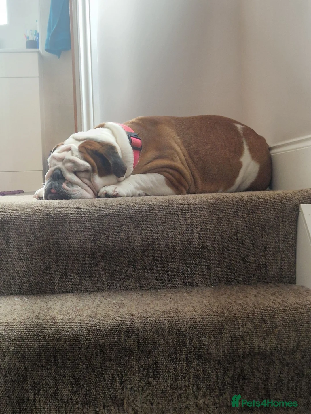 English Bulldog dogs for sale: 5 Year Old Bulldog Betty  - Advert 1