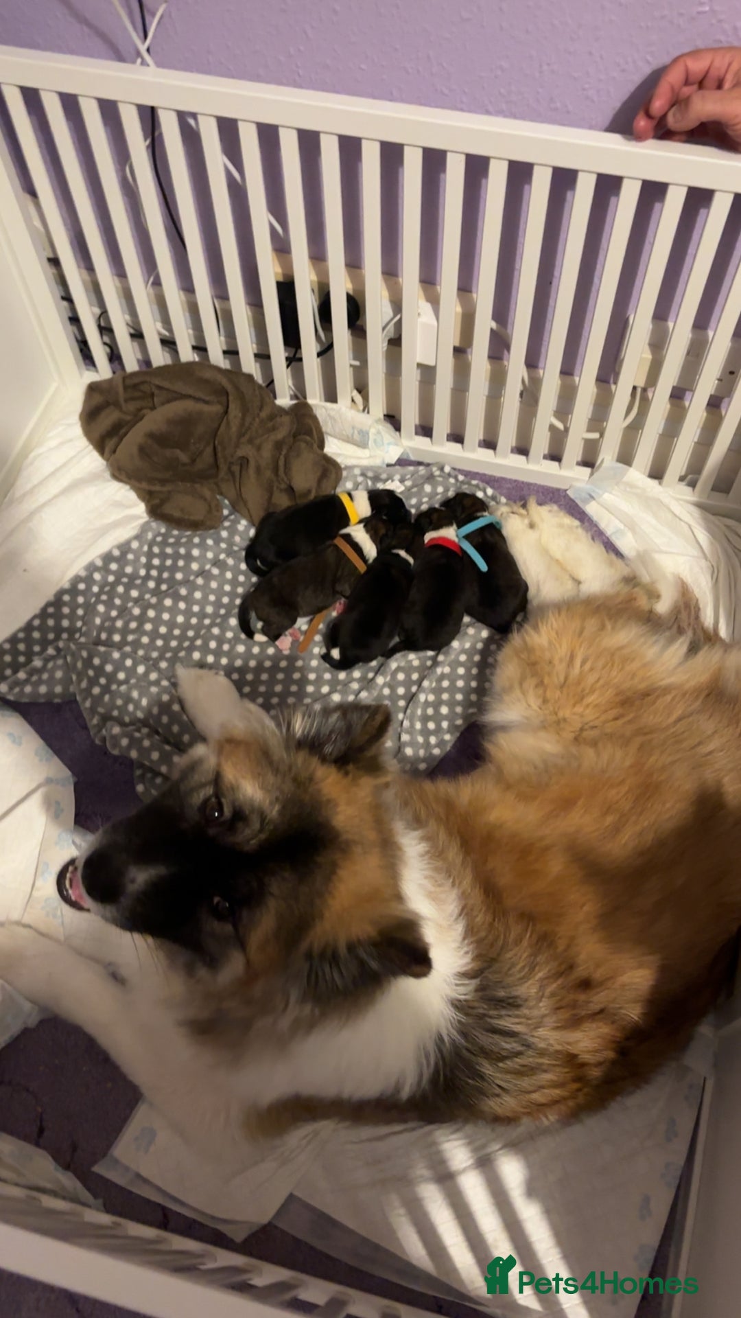 Akita dogs for sale: japanese cross american akitas  - Image 7