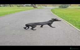 Mixed Breed dogs for sale: Saluki bull greyhound cross mali - Image 2