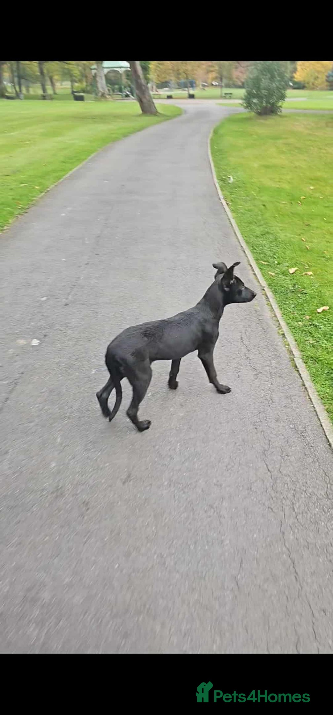 Mixed Breed dogs for sale: Saluki bull greyhound cross mali - Image 2