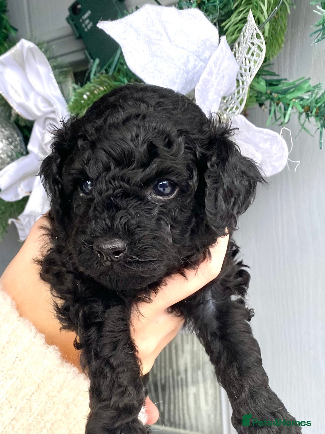 Toy Poodle dogs for sale: Black toy poodle male puppy excellent pedigree - Advert 4