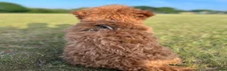 Cockapoo dogs for sale: Red Cockapoo, 19mo, Vaccinated + Full Bundle - Advert 4
