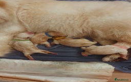 Chow Chow dogs for sale: Chow chows for sale 3k champion bloodline  - Image 3