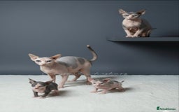 Sphynx cats for sale: Blue Eyes sphynx kittens GCCF and TICA  - Image 6