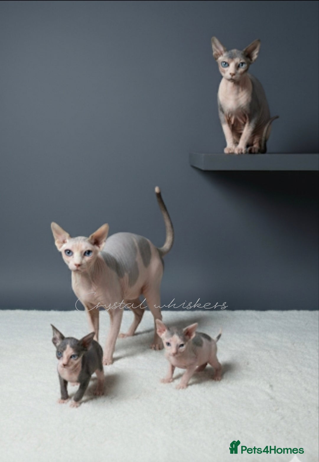 Sphynx cats for sale: Blue Eyes sphynx kittens GCCF and TICA  - Image 6