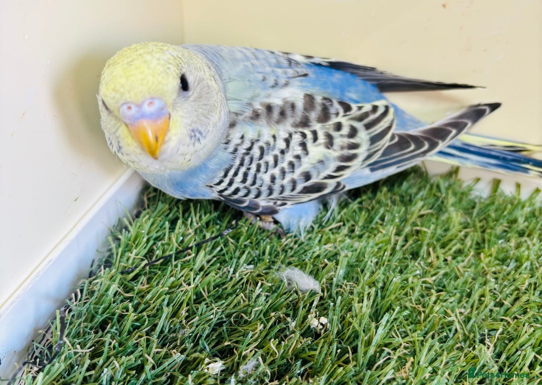 Budgerigars birds for sale: Beautiful baby budgies for sale  - Image 15