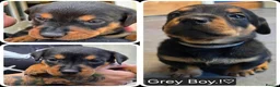 Mixed Breed dogs for sale: Dashweiler Puppies.!♡  - Advert 9