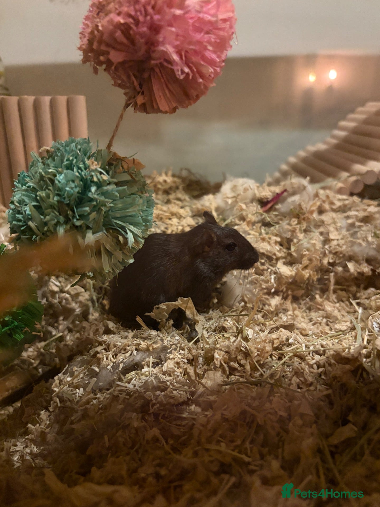 Gerbil rodents for sale: 3 Female Gerbils – Free to a Good Home 🐹 - Advert 2