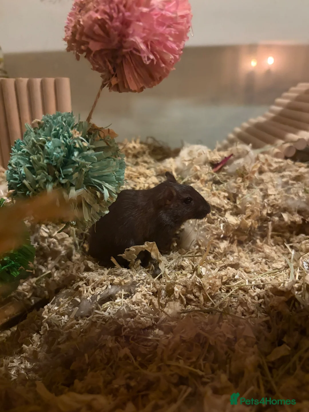 Gerbil rodents for sale: 3 Female Gerbils – Free to a Good Home 🐹 in Ingatestone - Advert 2