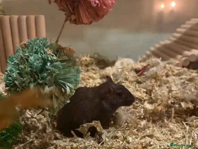 Gerbil rodents for sale: 3 Female Gerbils – Free to a Good Home 🐹 - Advert 2