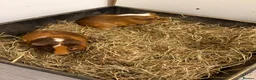 Guinea Pig rodents for sale: Guniea pig for free  - Advert 11