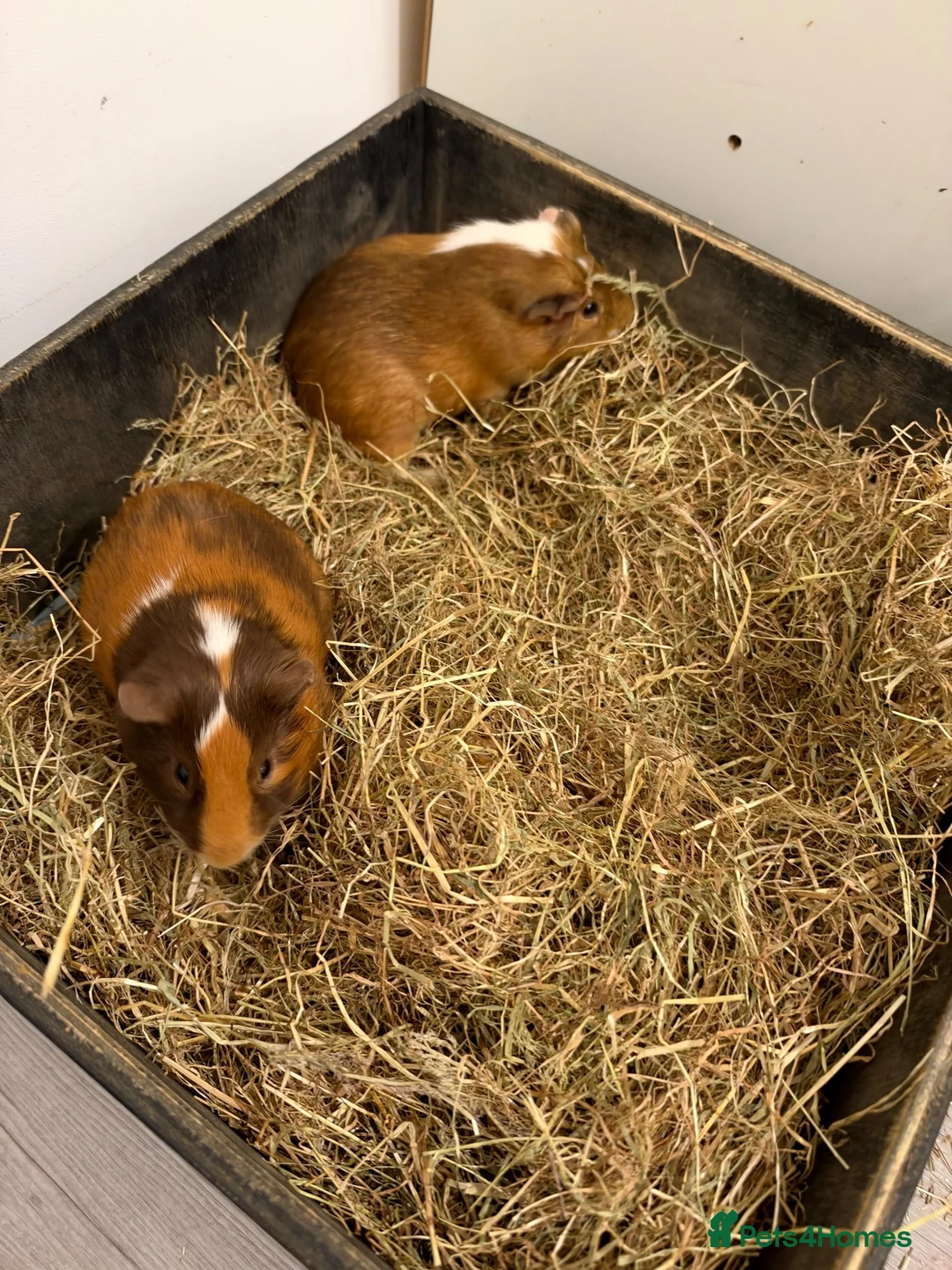 Guinea Pig rodents for sale: Guniea pig for free  - Advert 11