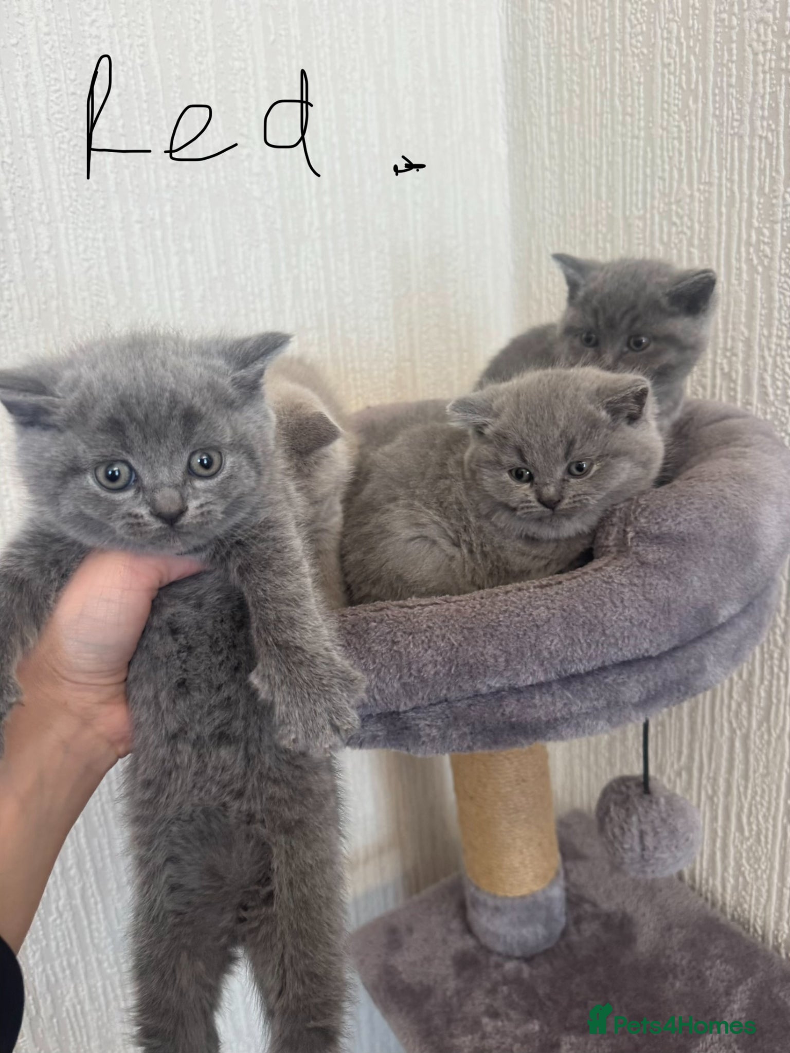 British Shorthair cats British Shorthair kittens  - Advert 2