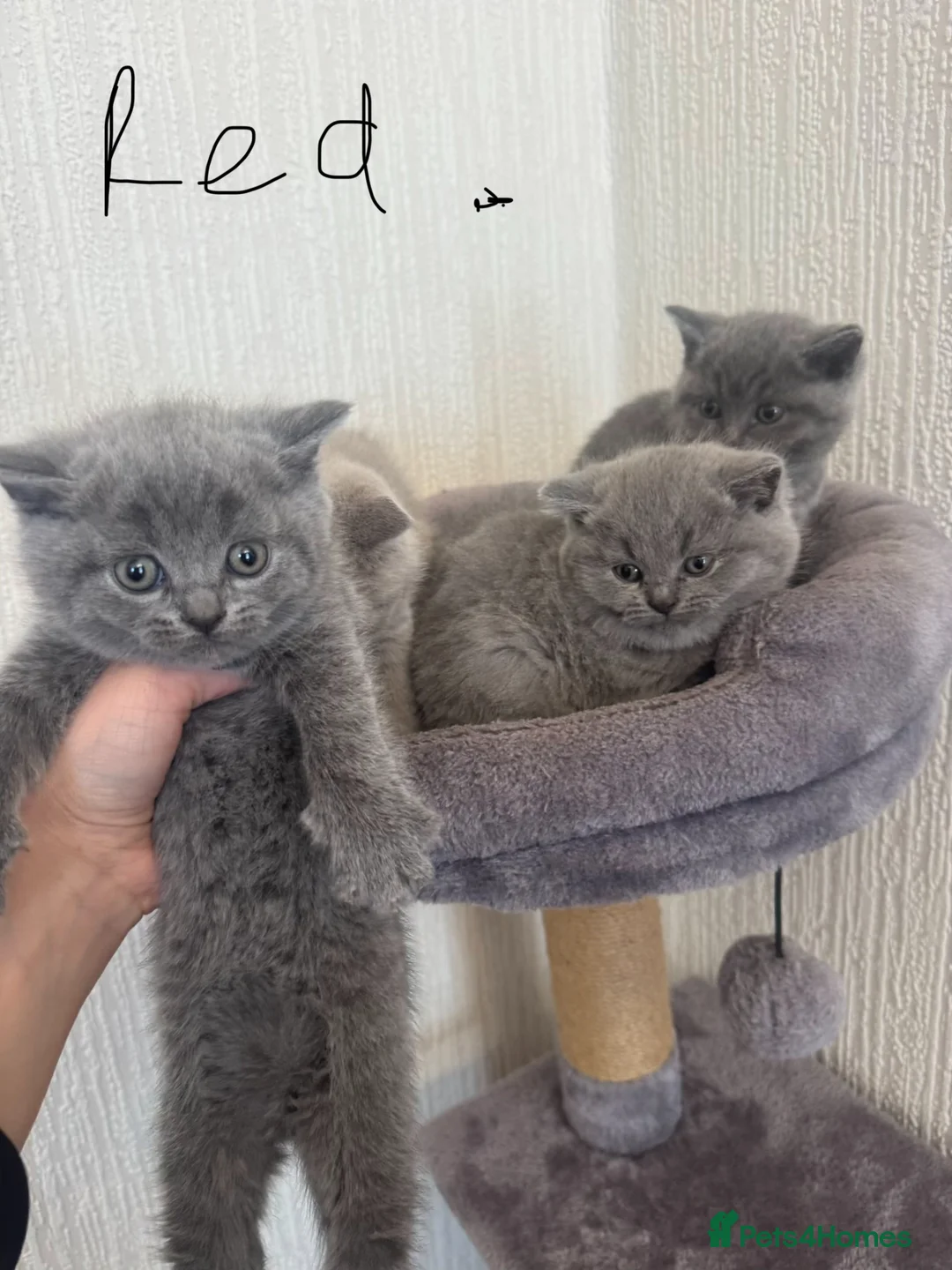 British Shorthair cats for sale: British Shorthair kittens  - Advert 2