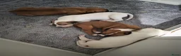 American Bulldog dogs for sale: American bull.dog puppies  in Wigan - Advert 10