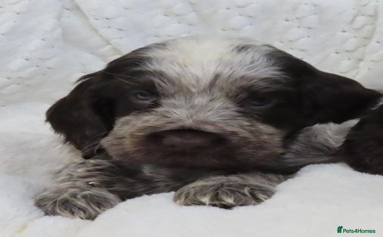 Cocker Spaniel dogs ❤️‍🔥❤️‍🔥💥Show Type Cocker Spaniel Puppies - Advert 2