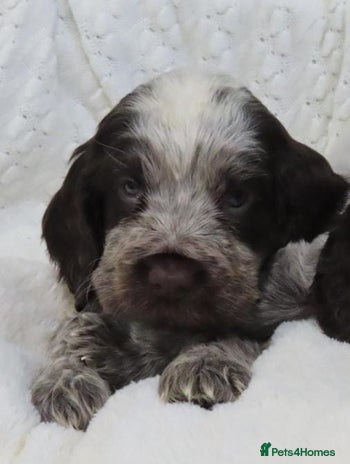 Cocker Spaniel dogs ❤️🔥❤️🔥💥Show Type Cocker Spaniel Puppies - Advert 2