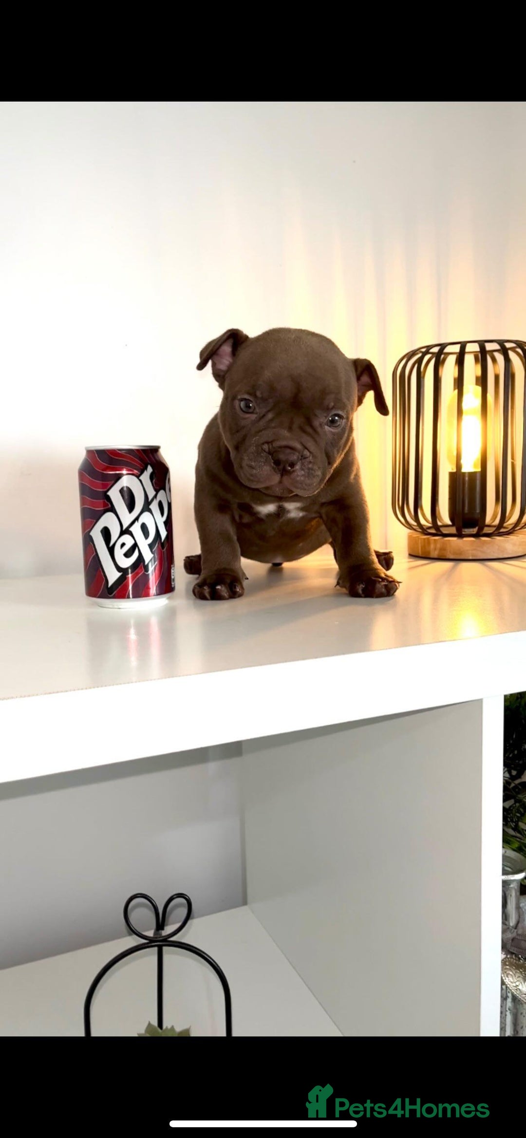 American Bully dogs for sale: Abr Micro Exotic American Bully - Image 4