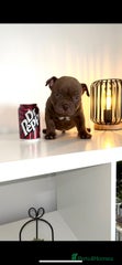 American Bully Puppy 5