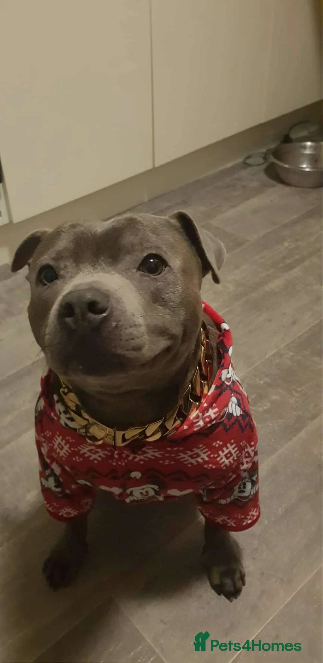 Staffordshire Bull Terrier dogs for stud: Blue staffy for stud  in Pontefract - Advert 2
