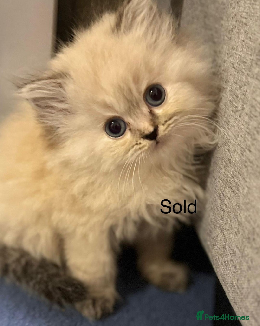 Mixed Breed cats for sale: Ragdoll X Persian kittens  - Advert 18