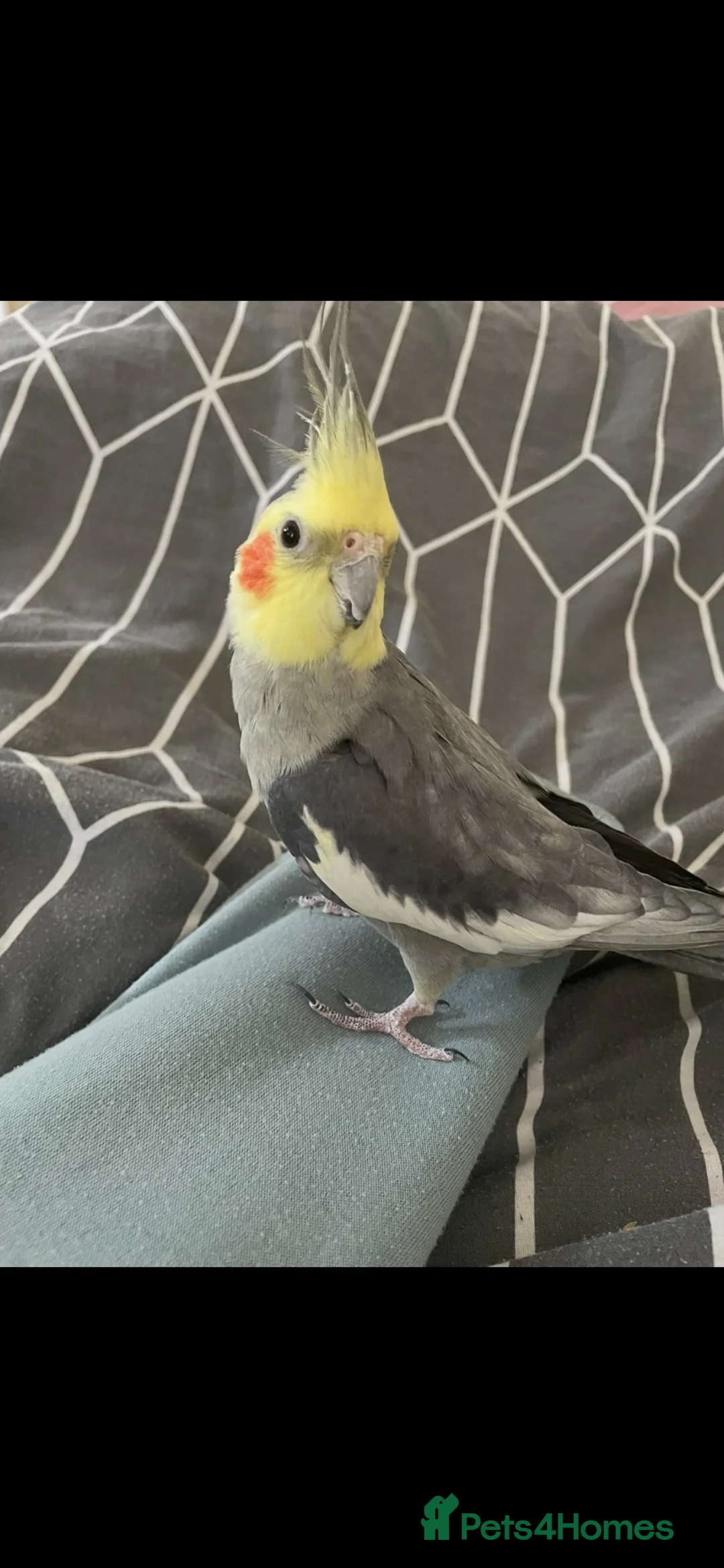 Cockatiels birds for sale: Male cockatiel in Southend-on-Sea - Advert 2
