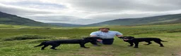 Labrador Retriever dogs for sale: Young KC Registered Labradors – Rehome Together in Edinburgh - Advert 4