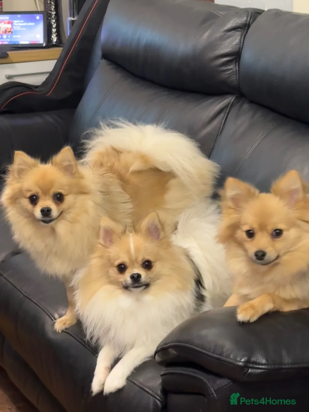 Pomeranian dogs for sale: PUREBRED POMERANIAN PUPS Cute Vaccinated & Playful in Leicester - Advert 2