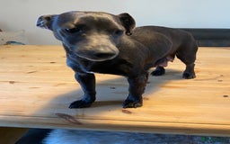 Jack Russell dogs for sale: Blue, Lilac & Tan smooth coated miniature JRT - Advert 3