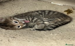 Bengal cats for sale: Part Bengal beautiful kittens in Bury Saint Edmunds - Image 3