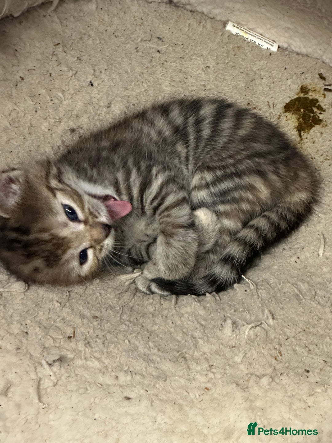 Bengal cats for sale: Part Bengal beautiful kittens in Bury Saint Edmunds - Image 3