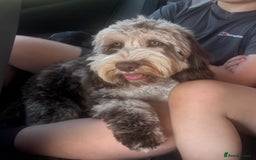 Cockapoo dogs for stud: F1 chocolate merle cockapoo - Image 1