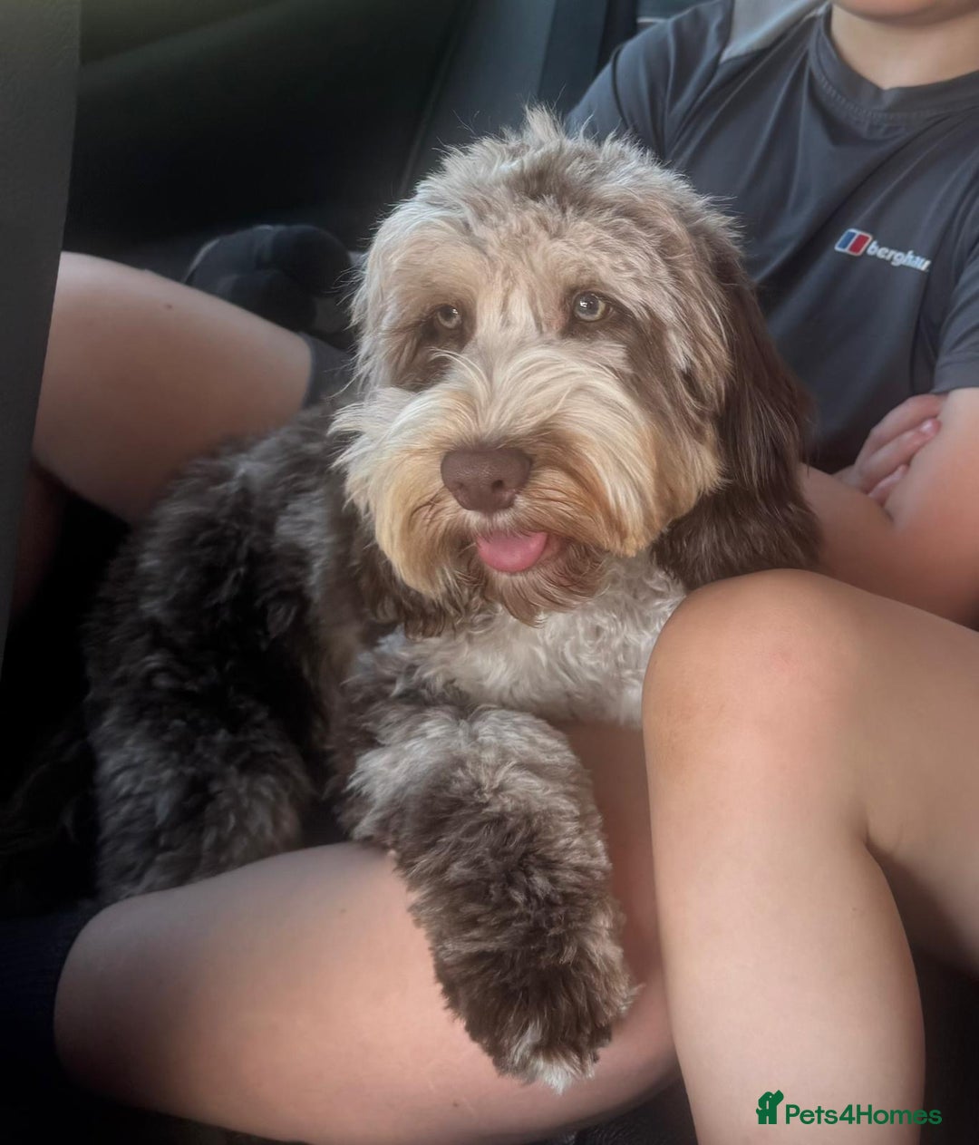 Cockapoo dogs for stud: F1 chocolate merle cockapoo - Image 1