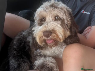 Cockapoo dogs - Advert 2