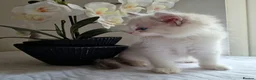 Ragdoll cats for sale: 💎 Elite Ragdoll Kittens  💎 - Advert 9