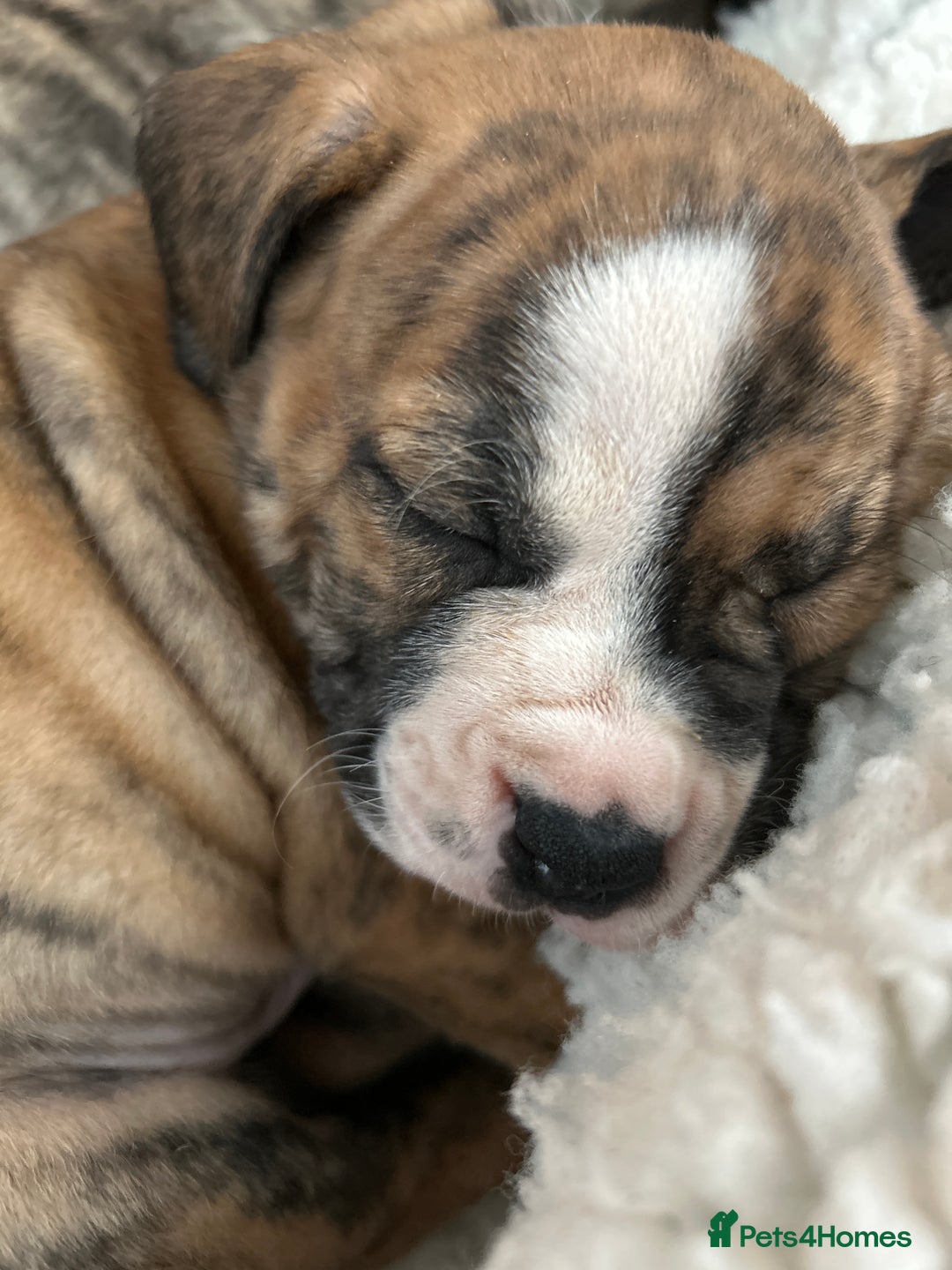 Mixed Breed dogs for sale: American Bulldog Puppies – Child & Cat Friendly - Advert 6