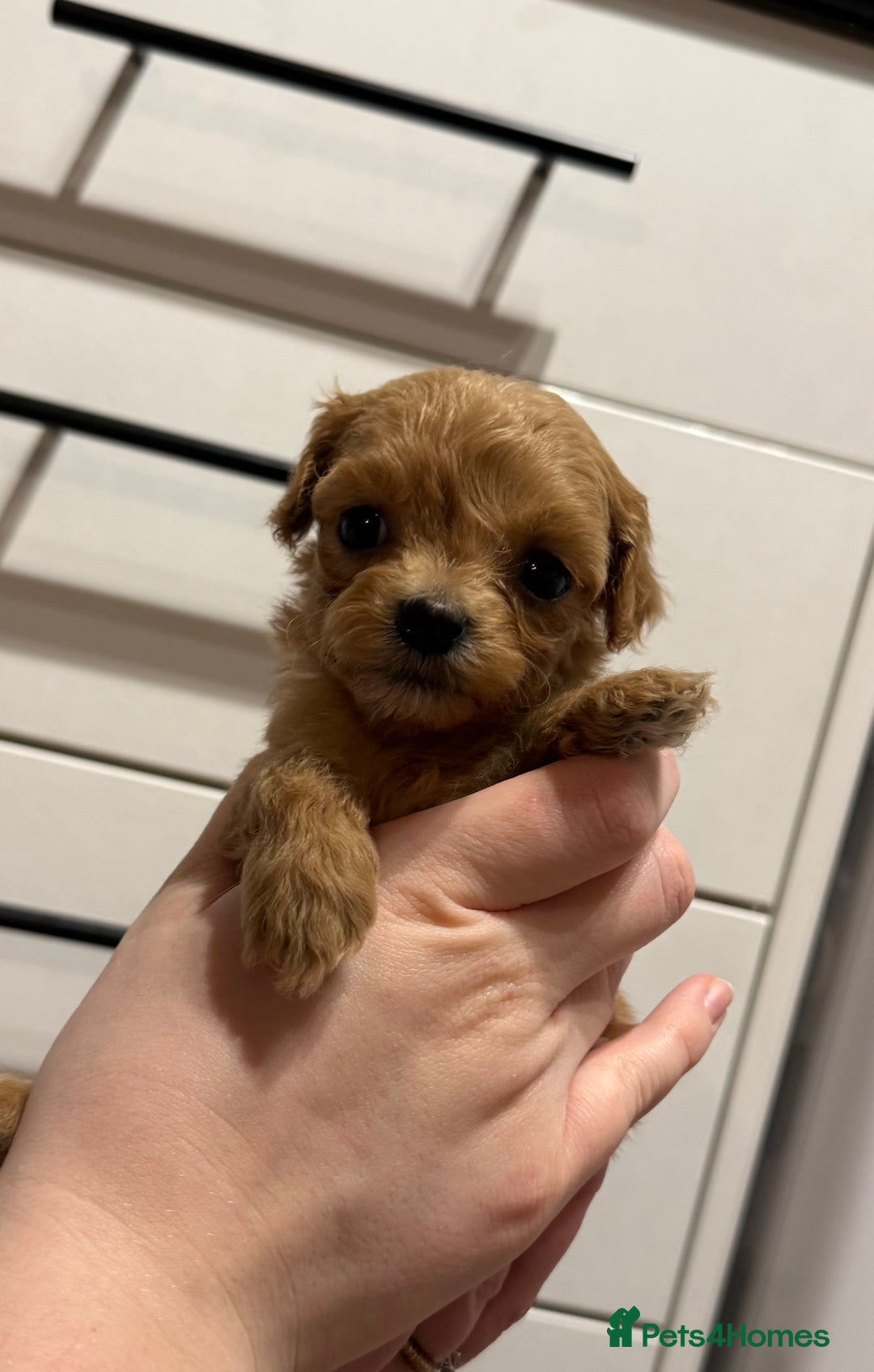 Maltipoo dogs for sale: Beautiful tiny F1 Asian Maltipoo puppies  - Advert 15