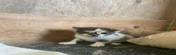 Mixed Breed cats for sale: 10 friendly kittens - Advert 2