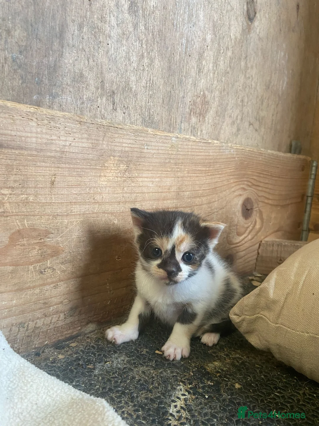 Mixed Breed cats for sale: 10 friendly kittens - Advert 2