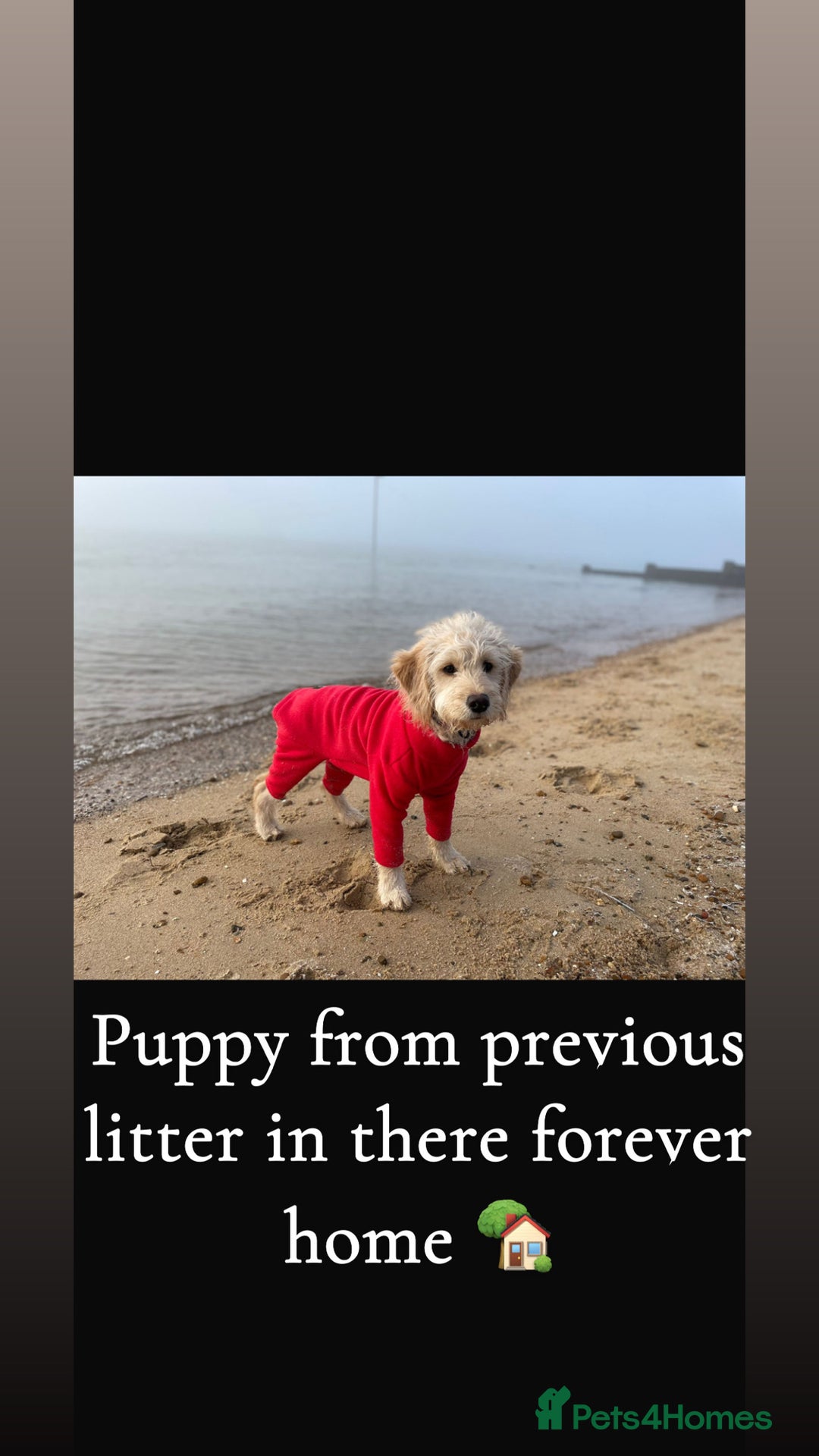 Mini Goldendoodle dogs for sale: 10 beautiful Miniature F1 GoldenDoodle puppies - Advert 32