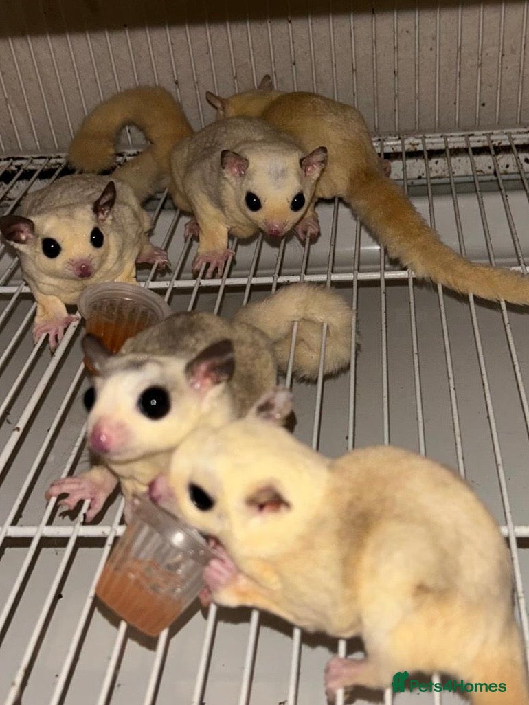 Sugar Glider rodents Only 1 boy left now - Advert 7