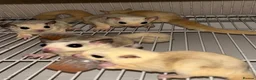 Sugar Glider rodents for sale: Only 2 boys left now - Advert 2