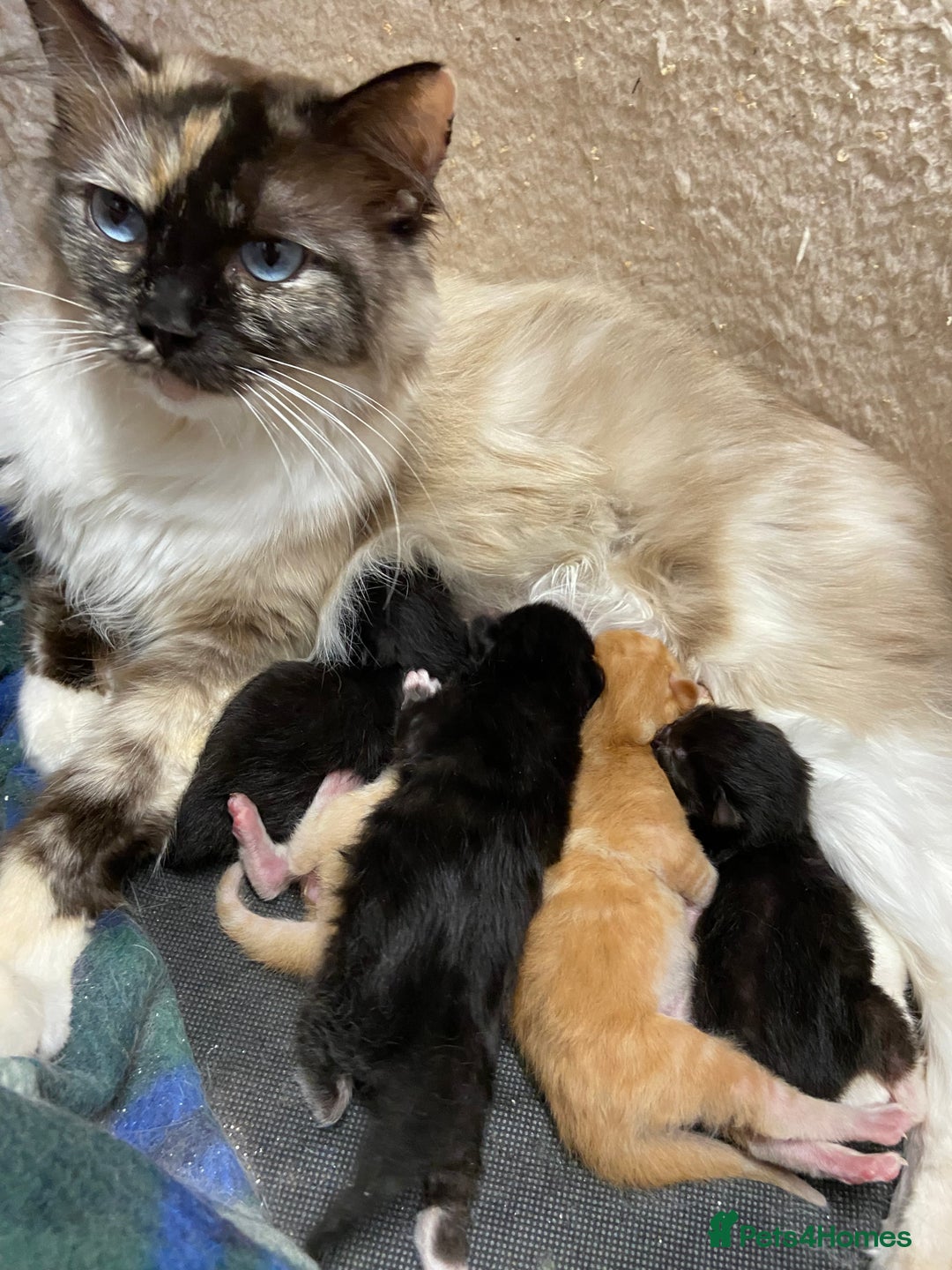 Ragdoll cats for sale: Half Ragdoll Kitten ONE MALE LEFT - Image 4