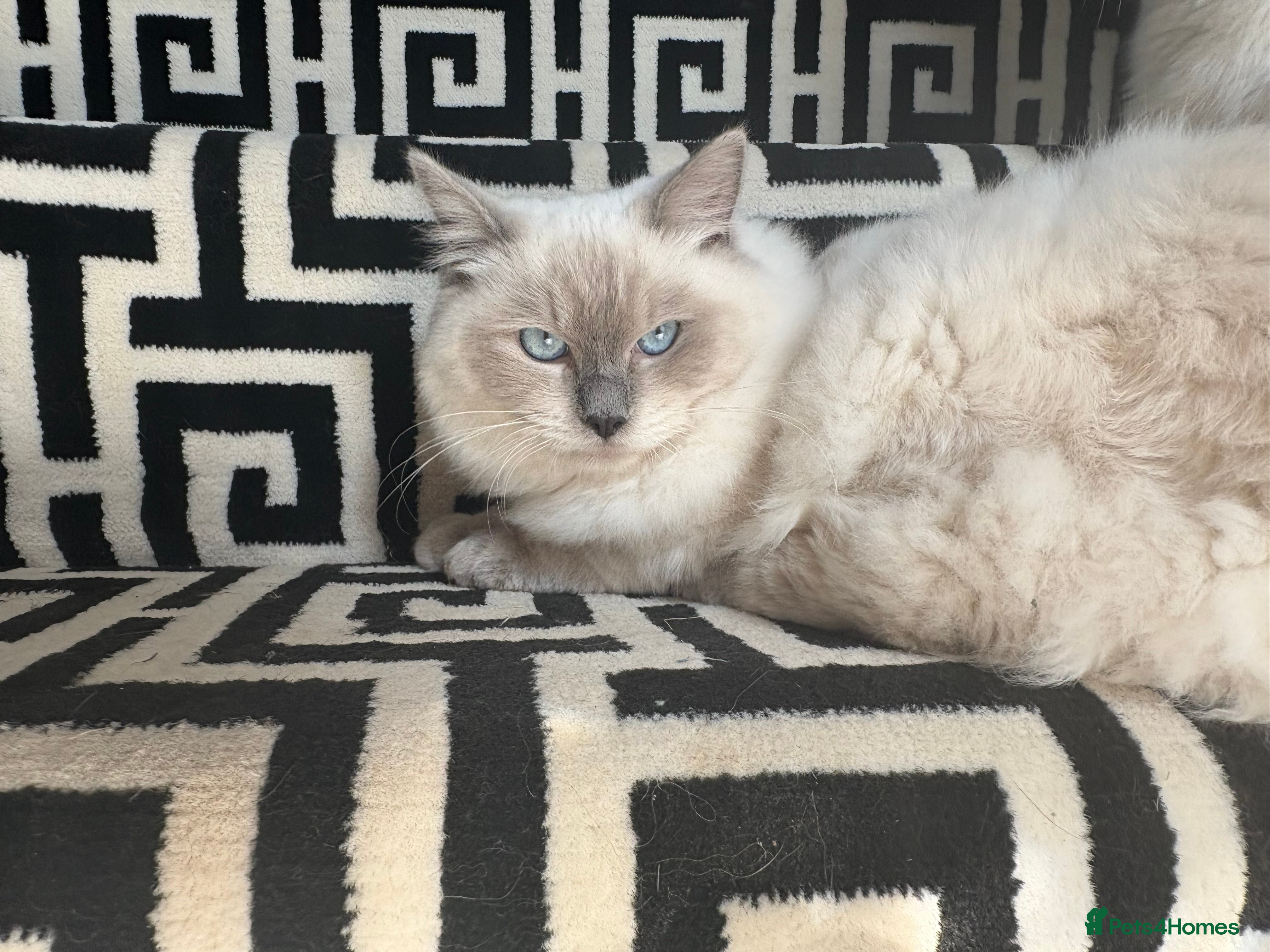 Ragdoll cats Homebred pure blue point Ragdoll  - Advert 6