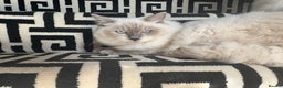 Ragdoll cats for sale: Homebred pure blue point Ragdoll  - Advert 1