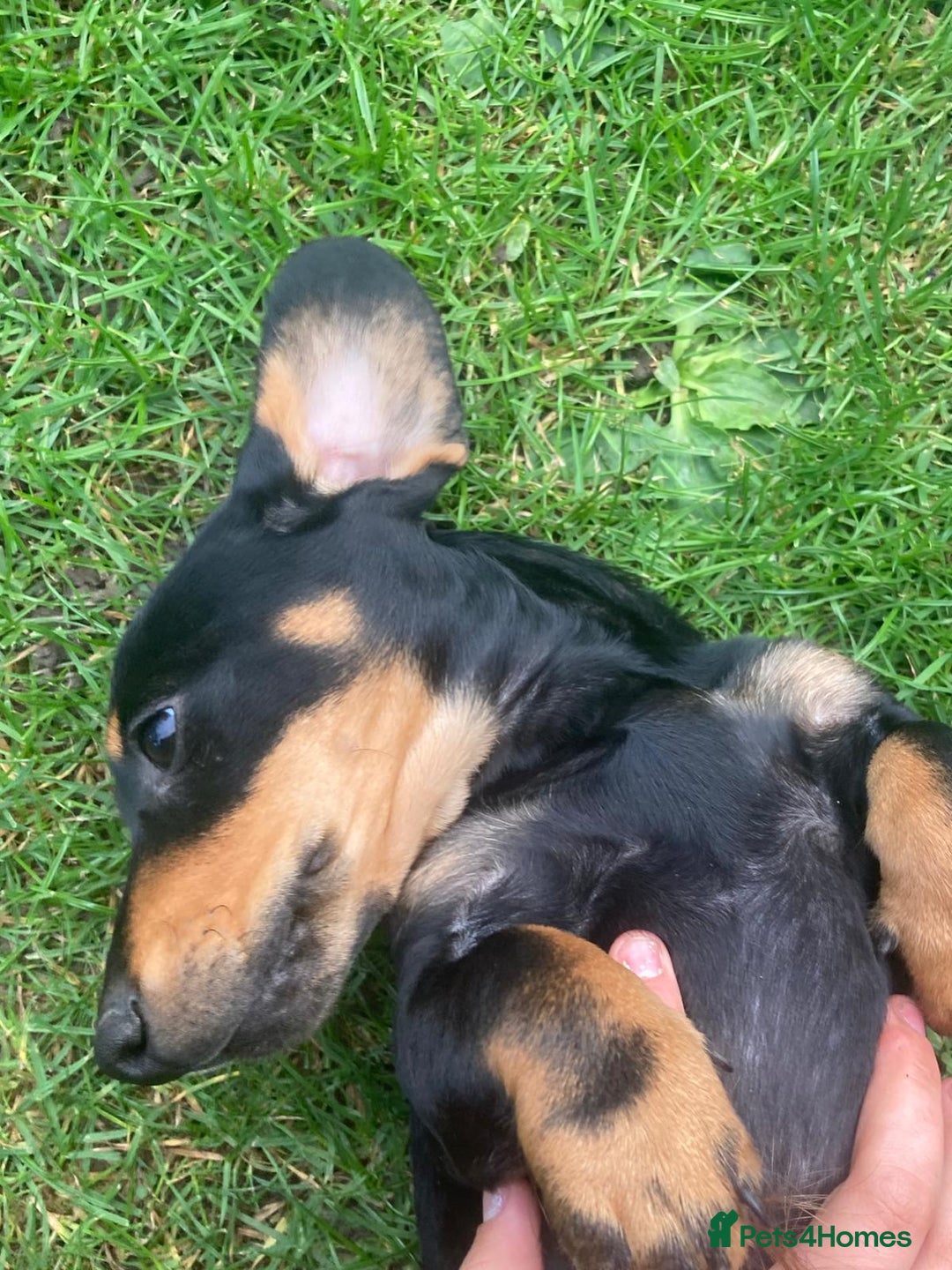 Miniature Dachshund dogs for sale: Dachshund boy ready now  - Image 3