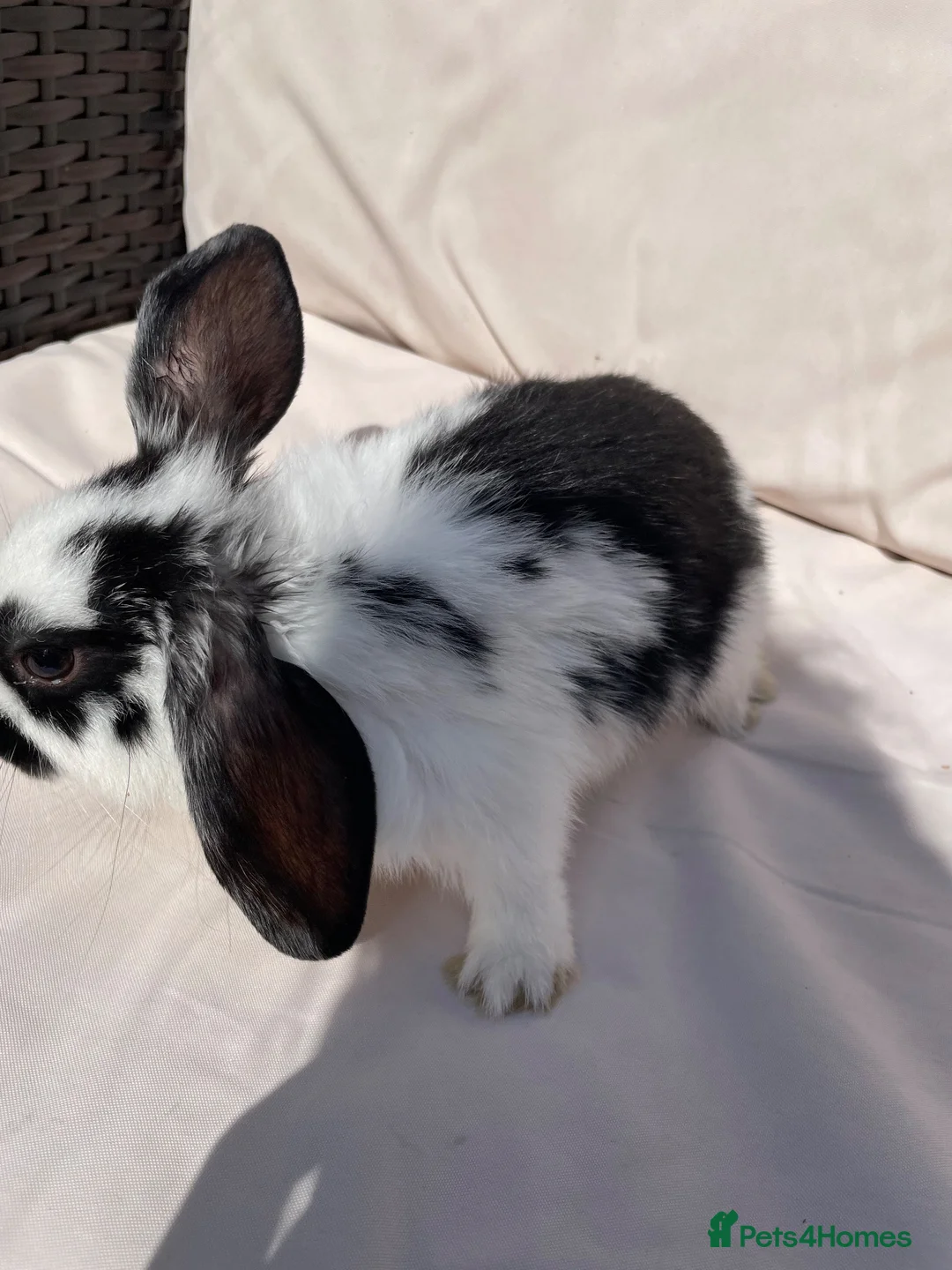 Mini Lop rabbits for sale: Mini lop rabbits - Advert 2