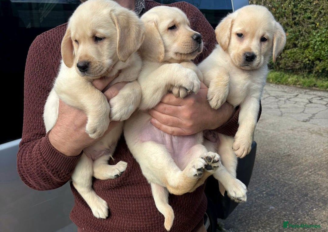 Labrador Retriever dogs for sale: READY NOW - Beautiful Show Type Labrador Puppies - Image 4