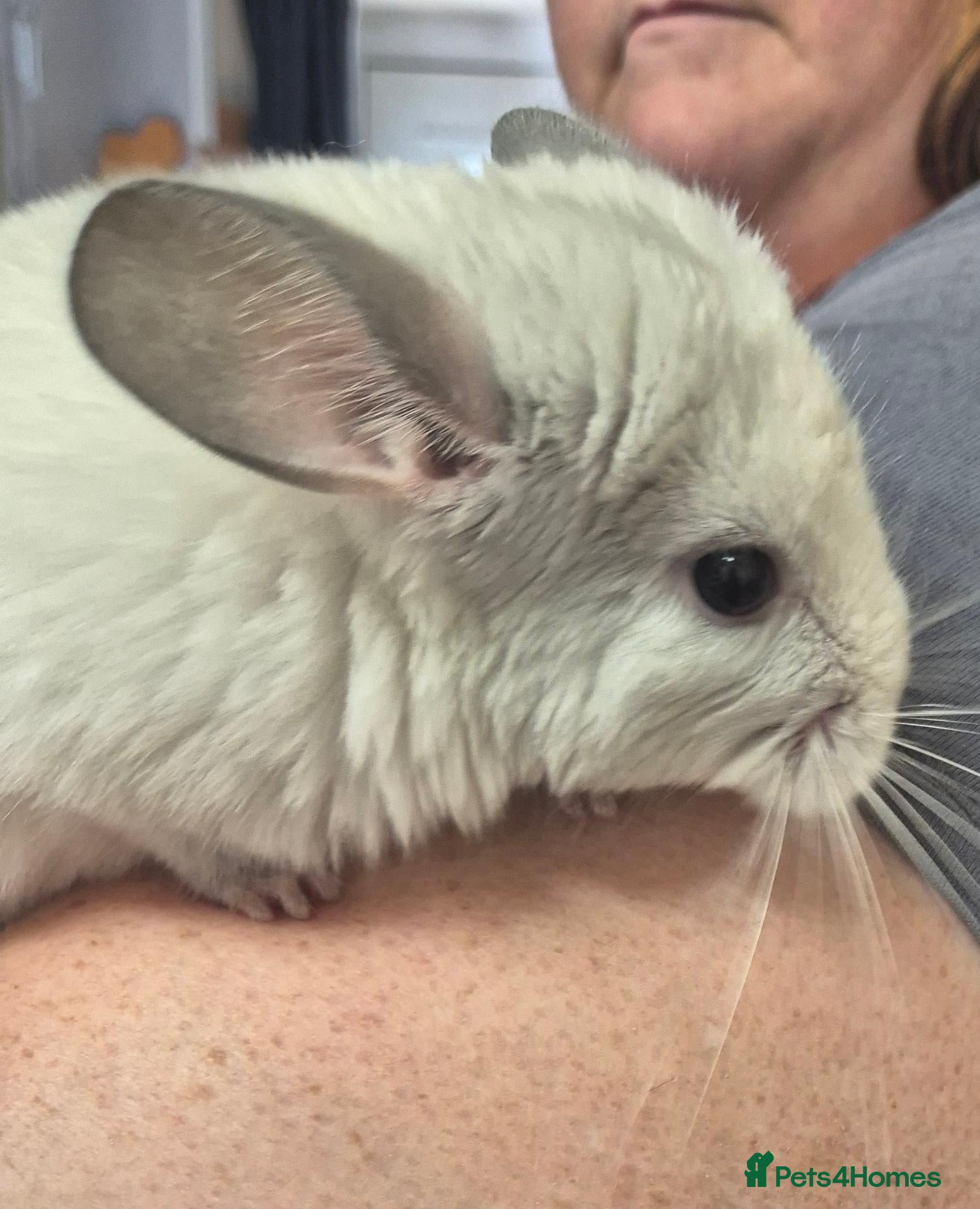 Chinchilla rodents for sale: Male chinchillas for sale - Advert 3