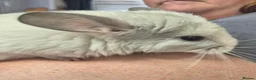 Chinchilla rodents for sale: Male chinchillas for sale - Advert 6